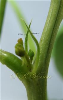  Stipules